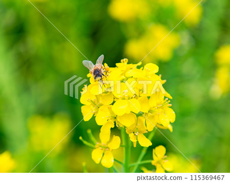 Spring News: A cute honeybee collecting nectar in a field of blooming rapeseed flowers Spring News: A cute honeybee collecting nectar in a field of blooming rapeseed flowers 115369467
