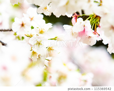 Spring is here: Beautiful cherry blossoms in full bloom Spring is here: Beautiful cherry blossoms in full bloom 115369542