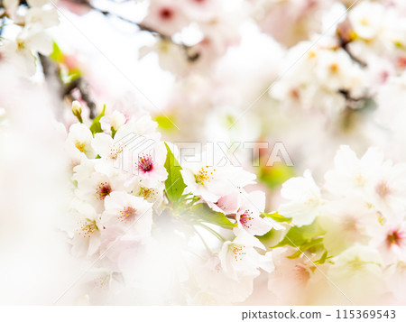 Spring is here: Beautiful cherry blossoms in full bloom Spring is here: Beautiful cherry blossoms in full bloom 115369543