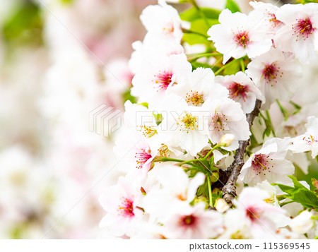 春天來了,美麗的櫻花盛開! 春天來了,美麗的櫻花盛開! 115369545