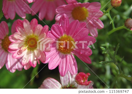 Pink margaret wet with rain Pink margaret wet with rain 115369747