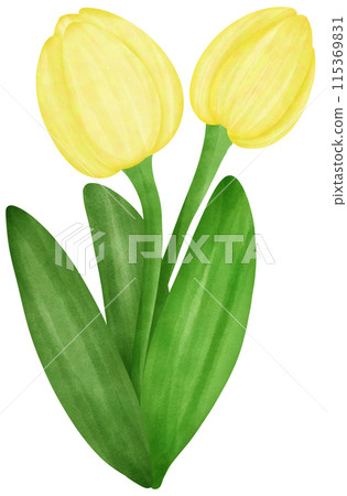 yellow tulips flowers in a watercolor style isolated yellow tulips flowers in a watercolor style isolated 115369831