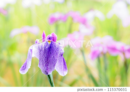 Colorful irises continue to bloom and soothe people's hearts 115370031