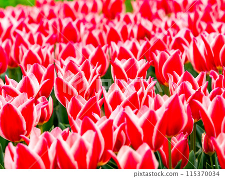 Exciting spring scenery, colorful tulips in full bloom 115370034