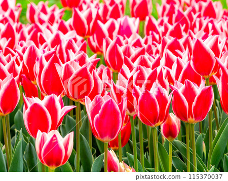 Exciting spring scenery, colorful tulips in full bloom 115370037