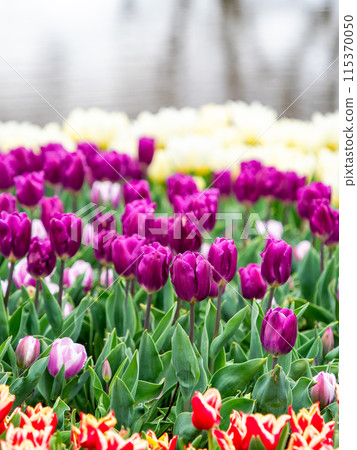 Exciting spring scenery, colorful tulips in full bloom 115370050