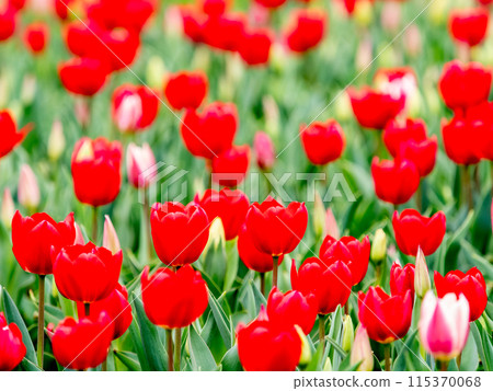 Exciting spring scenery, colorful tulips in full bloom Exciting spring scenery, colorful tulips in full bloom 115370068