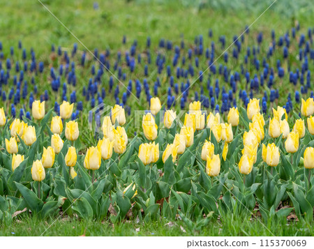 Exciting spring scenery, colorful tulips in full bloom 115370069