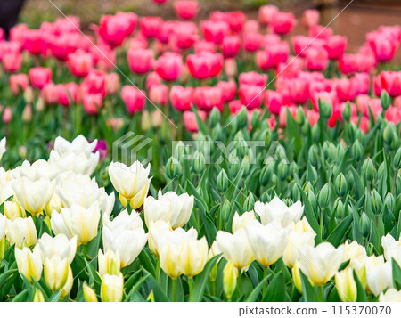 春意盎然，五彩鬱金香盛開 115370070