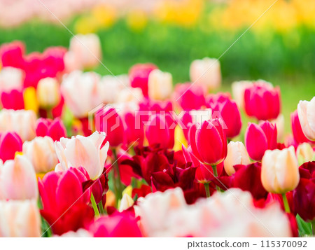 春意盎然,五彩鬱金香盛開 春意盎然,五彩鬱金香盛開 115370092