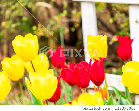 Exciting spring scenery, colorful tulips in full bloom 115370095