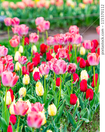 Exciting spring scenery, colorful tulips in full bloom 115370112