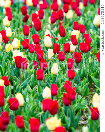 Exciting spring scenery, colorful tulips in full bloom 115370113