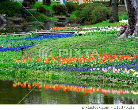 Exciting spring scenery, colorful tulips in full bloom 115370122