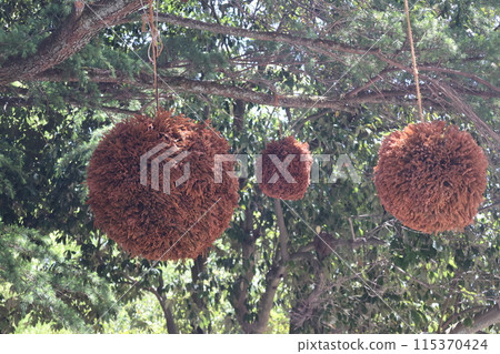 A scene of a brown cedar ball hanging from a large tree with green leaves 115370424