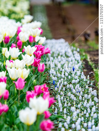 Exciting spring scenery, colorful tulips in full bloom Exciting spring scenery, colorful tulips in full bloom 115370507