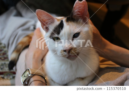 Relaxing cat, cute cat, cat cafe 115370510