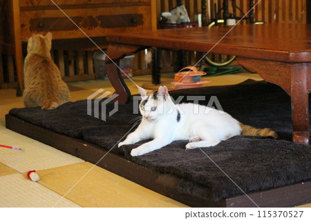 Relaxing cat, cute cat, cat cafe 115370527