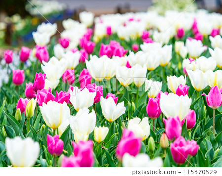Exciting spring scenery, colorful tulips in full bloom Exciting spring scenery, colorful tulips in full bloom 115370529