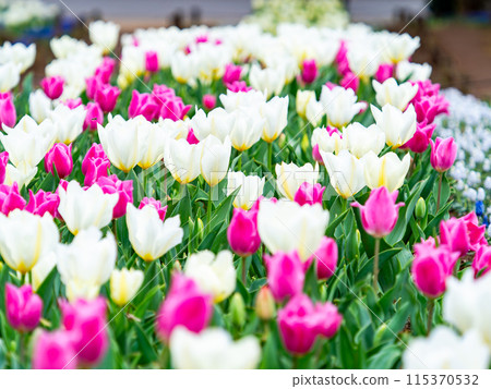 春意盎然，五彩鬱金香盛開 115370532