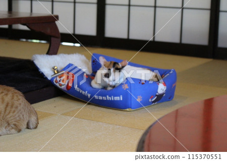 Relaxing cat, cute cat, cat cafe Relaxing cat, cute cat, cat cafe 115370551