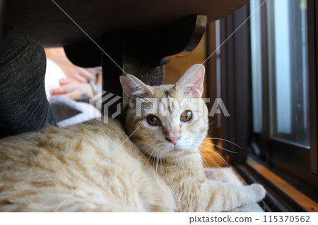 Relaxing cat, cute cat, cat cafe Relaxing cat, cute cat, cat cafe 115370562