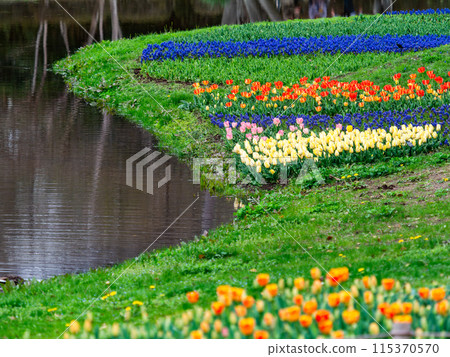 Exciting spring scenery, colorful tulips in full bloom Exciting spring scenery, colorful tulips in full bloom 115370570