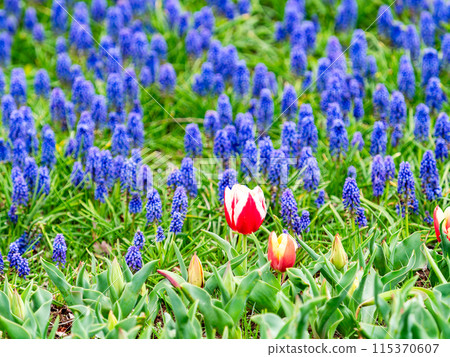 Exciting spring scenery, colorful tulips in full bloom 115370607