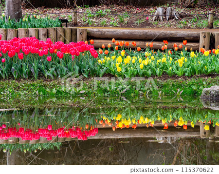 Exciting spring scenery, colorful tulips in full bloom 115370622