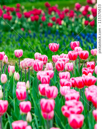 Exciting spring scenery, colorful tulips in full bloom Exciting spring scenery, colorful tulips in full bloom 115370633