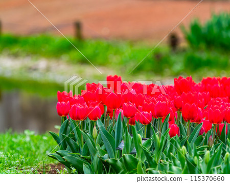 春意盎然,五彩鬱金香盛開 春意盎然,五彩鬱金香盛開 115370660