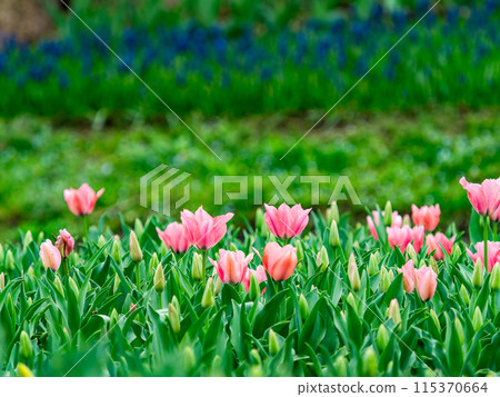 Exciting spring scenery, colorful tulips in full bloom Exciting spring scenery, colorful tulips in full bloom 115370664
