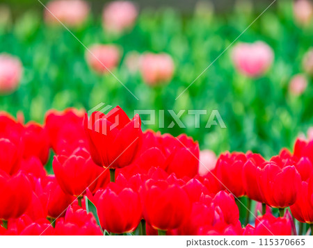 春意盎然,五彩鬱金香盛開 春意盎然,五彩鬱金香盛開 115370665