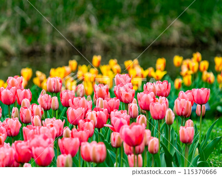 Exciting spring scenery, colorful tulips in full bloom Exciting spring scenery, colorful tulips in full bloom 115370666