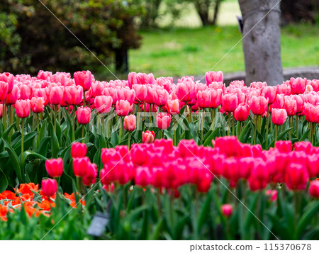 春意盎然,五彩鬱金香盛開 春意盎然,五彩鬱金香盛開 115370678