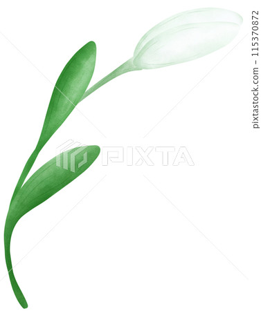 white lily flower white lily flower 115370872