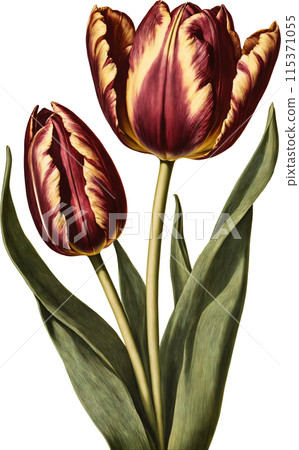 Vintage illustration of tulips 115371055