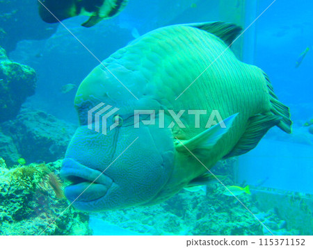 Napoleon fish approaching at the aquarium 115371152