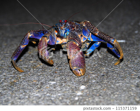 Coconut crab of Miyakojima Coconut crab of Miyakojima 115371159