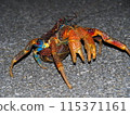 Coconut crab in fighting pose 115371161