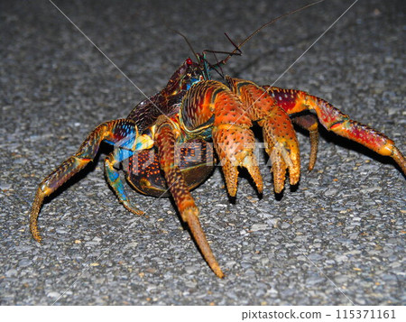 Coconut crab in fighting pose 115371161