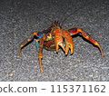 Coconut crab in fighting pose 115371162