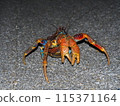 Coconut crab in fighting pose 115371164