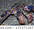 A coconut crab poses near the camera 115371167