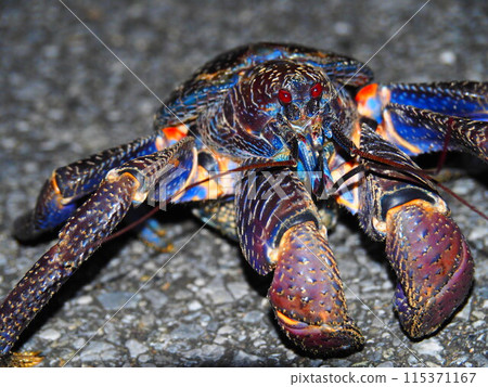 A coconut crab poses near the camera A coconut crab poses near the camera 115371167