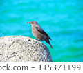 A female Rock Thrush and the sea 115371199