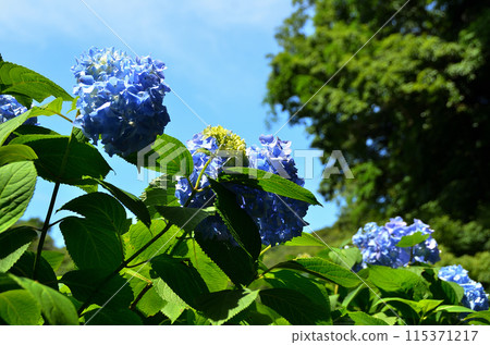 神奈川縣鎌倉市山之內的旅遊景點明月院 115371217