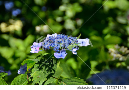 神奈川縣鎌倉市山之內的旅遊景點明月院 115371219