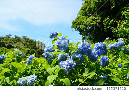 神奈川縣鎌倉市山之內的旅遊景點明月院 115371220