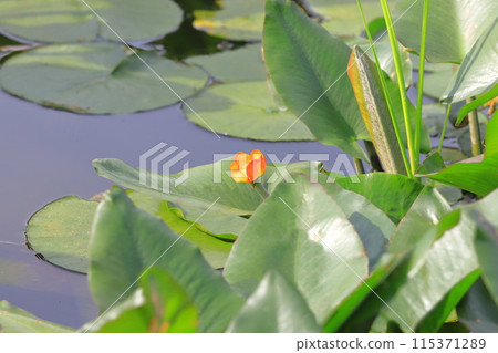 Water hyacinth flowers turn yellow and orange Water hyacinth flowers turn yellow and orange 115371289